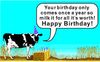 cowbday.jpeg