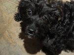 mollydog 005 (700x525).jpg