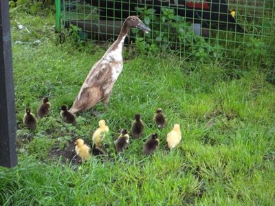 ducklings 004 (700x525).jpg