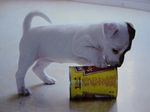 animals 011 (700x525).jpg
