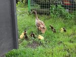 ducklings 005 (700x525).jpg