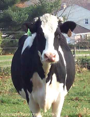 216_holstein_closeup[1].jpg