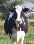 216_holstein_closeup[1].jpg