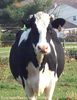 216_holstein_closeup[1].jpg