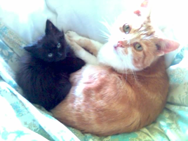 31-08-10_1242.jpg