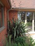 unknown plant2 (523x700).jpg