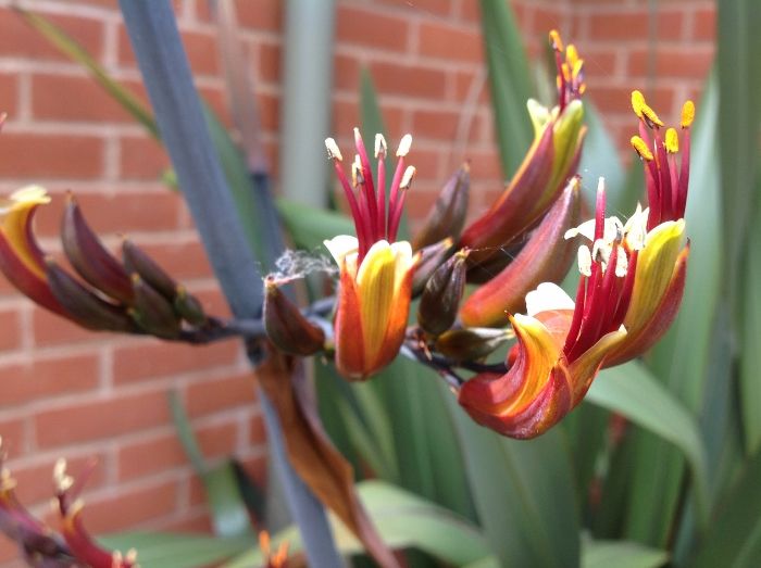 unknown plant (700x523).jpg