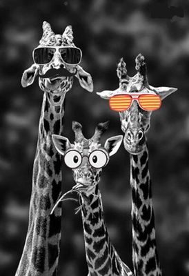 sunny giraffes.jpg
