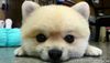 !cid_18_1090490286@web171803_mail_ir2_yahoo.jpg