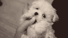 !cid_19_1090490286@web171803_mail_ir2_yahoo.gif