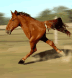 horse running.gif