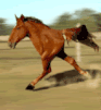 horse running.gif