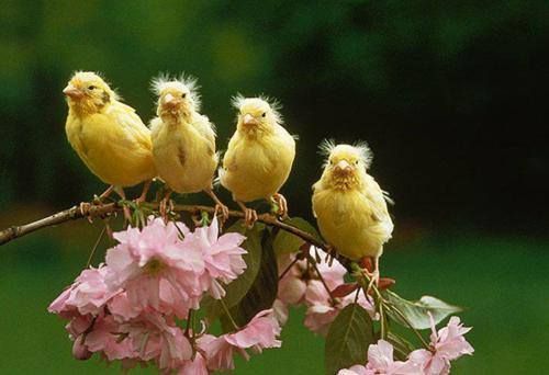 birds.jpg