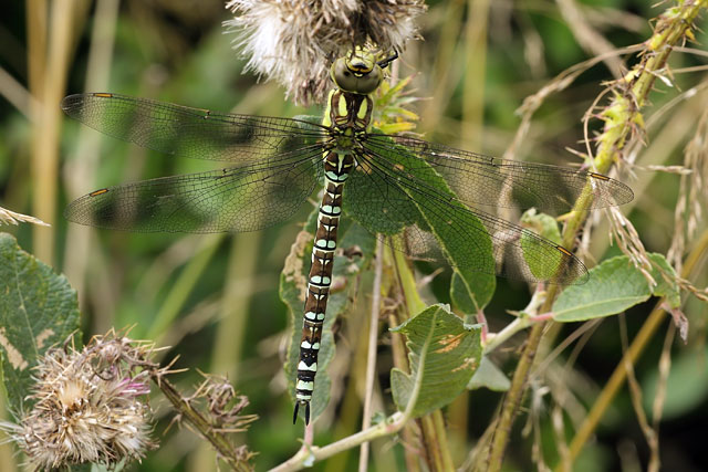 southern-hawker.jpg