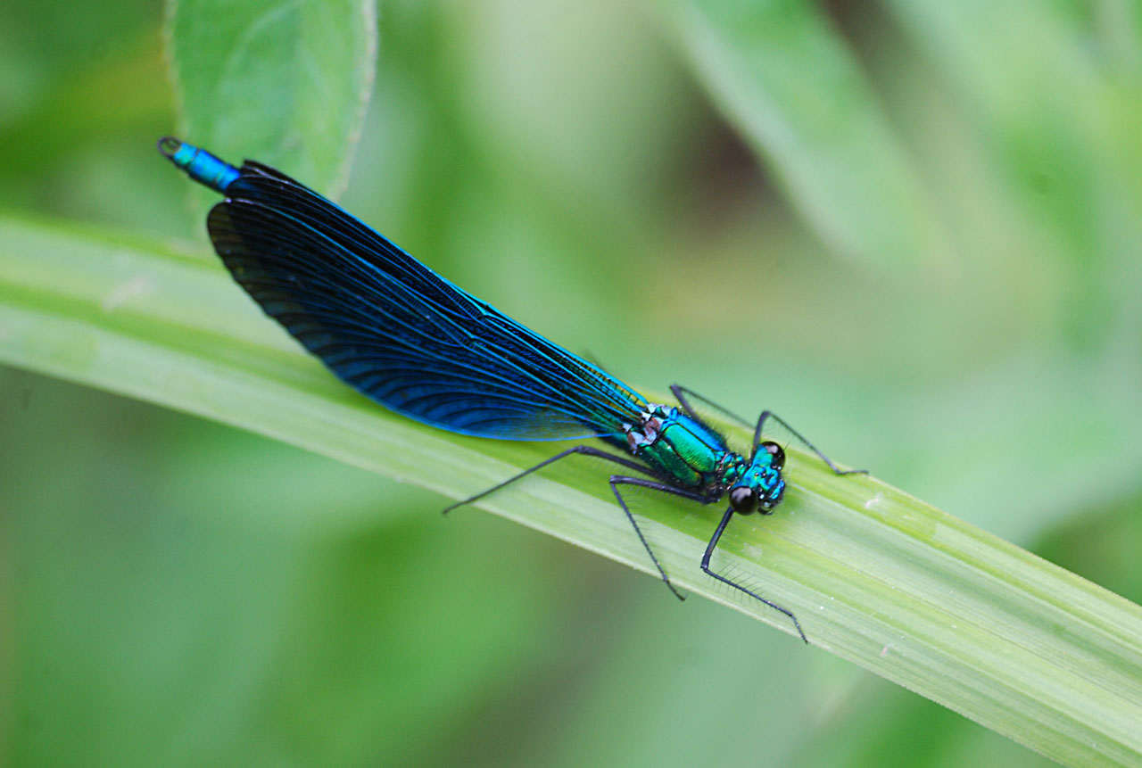 Calopteryx virgo.jpg