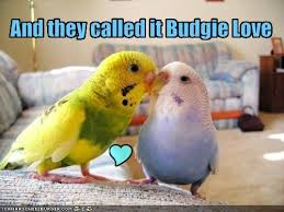 Budgie tweet.jpeg