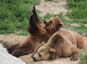 bears.jpg