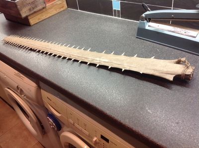 sawfish (700x523).jpg