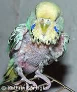 budgie.jpg