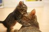 !cid_23_2175023509@web142703_mail_bf1_yahoo.jpg