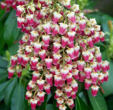 Pieris japonica roseflower.jpg