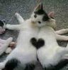 th_Kittens.jpg
