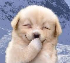 happypuppy.jpg