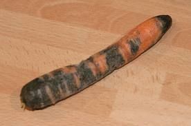carrot.jpg