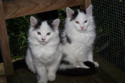 black and white kittens.jpg