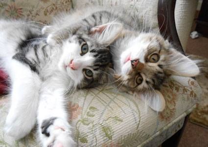 saucy cats.jpg