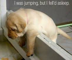sleeping puppy in the shower.jpg