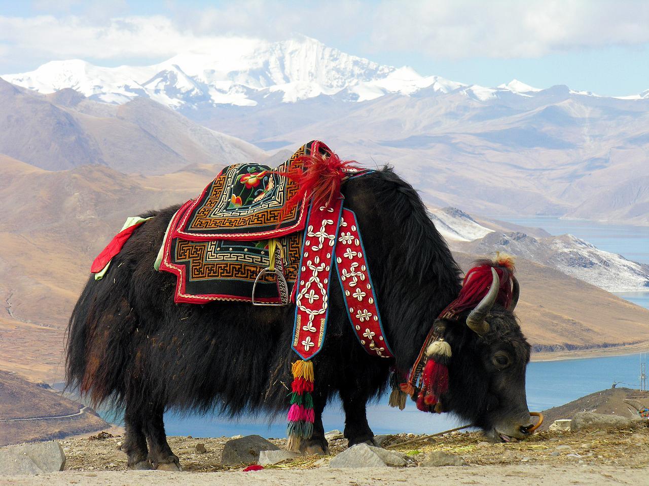 yak.jpg