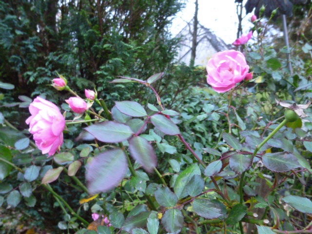 Garden 1 Nov 2014 001.JPG