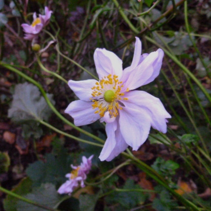 Garden 1 Nov 2014 005.JPG