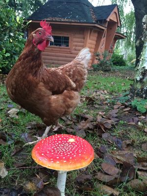 the chicken and mushroom (525x700).jpg