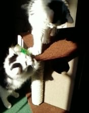 kit new toy.jpg