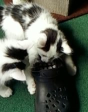 kit croc wrangling.jpg