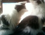 kit cat scan.jpg