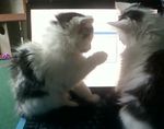 kit cat scan theres the problem.jpg
