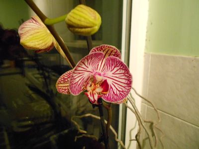 charity ebay 023.jpg