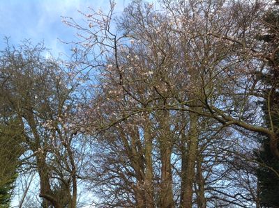 blossom (640x478).jpg