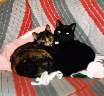 posy and purrkin.jpg
