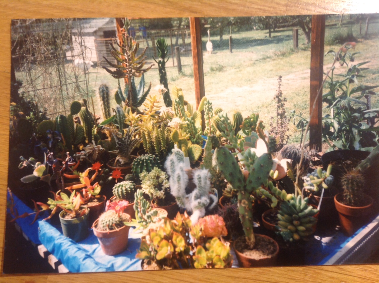 cacti.JPG