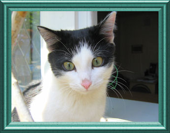 boogie the bar cat' framed.jpg