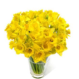 daffodil.jpg