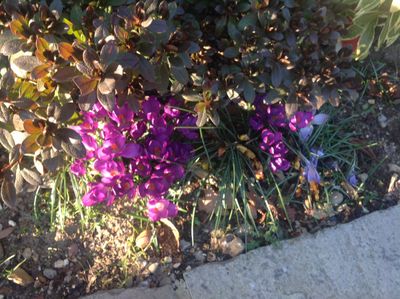 cyclamen1.JPG