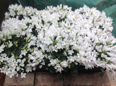 plants2.JPG