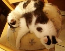kit chair.jpg