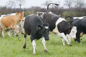 happy cow smiley.jpg