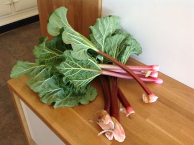 rhubarb2015.JPG